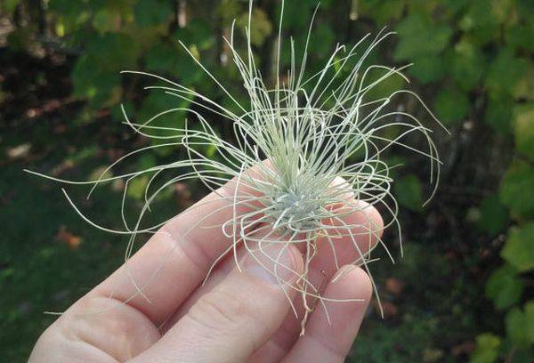 Argint Tillandsia