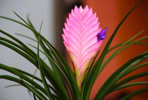 Floare Tillandsia