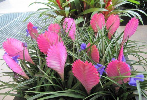 Tillandsia Anita - hibrid