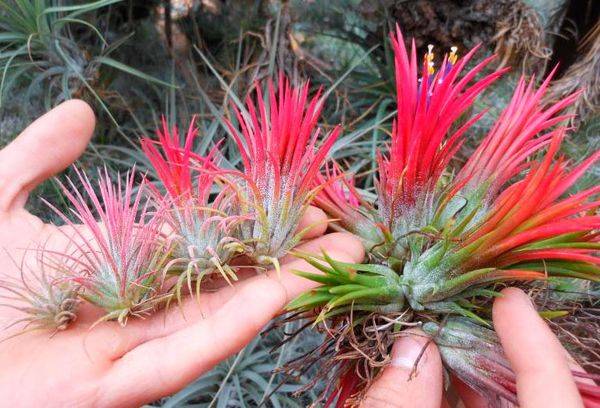 Violet Tillandsia