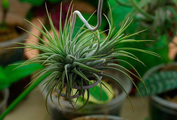 Tillandsia atmosferică