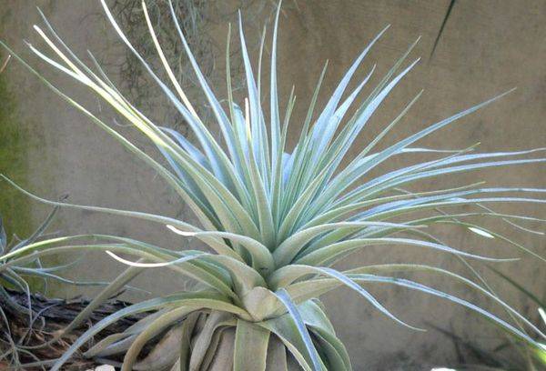 Argint Tillandsia