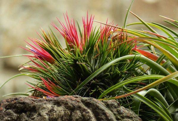 Violet Tillandsia