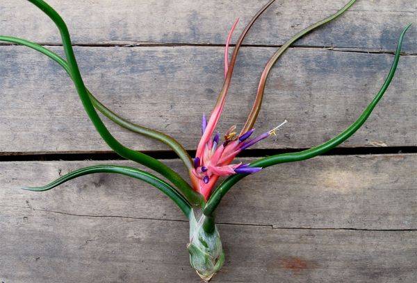 Șanțul din Tillandsia