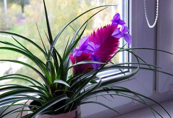 Tillandsia într-un vas pe pervaz