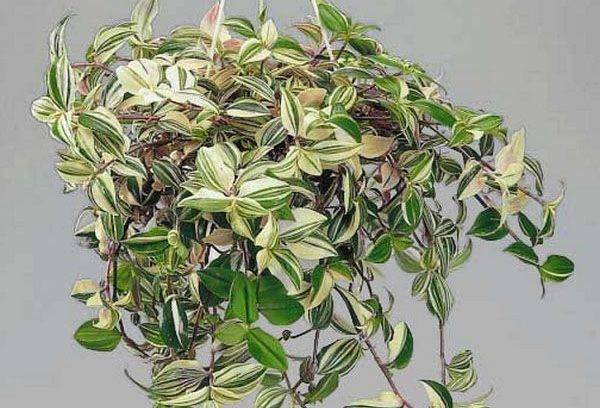 Tradescantia cu frunze uscate