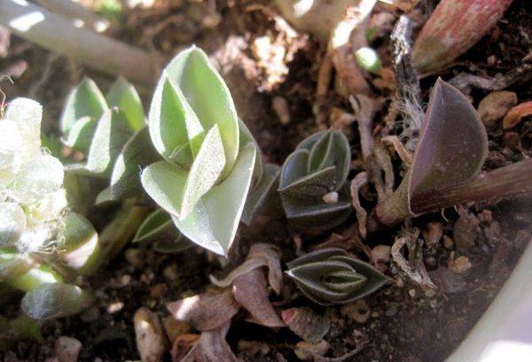 Tradescantia cu frunze uscate