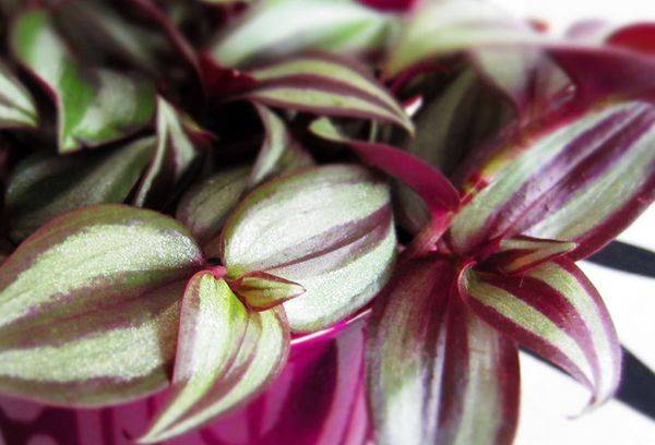 Tradescantia asemănătoare zebrei (zebrina)