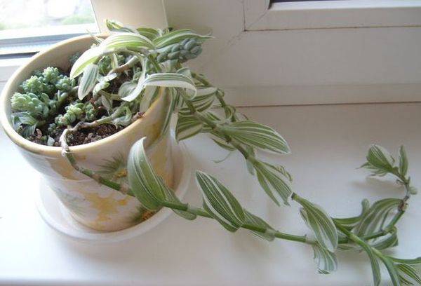 Tradescantia pe pervaz