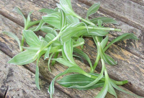Tăieri de Tradescantia