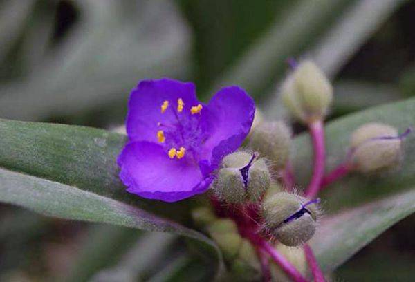 Fecioară Tradescantia