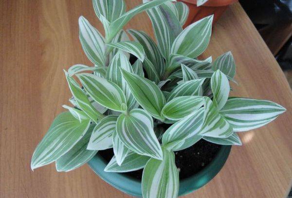 Tradescantia într-o oală