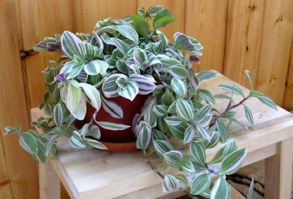 Tradescantia într-o oală
