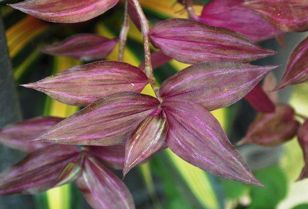 Zebrina Purpuriu