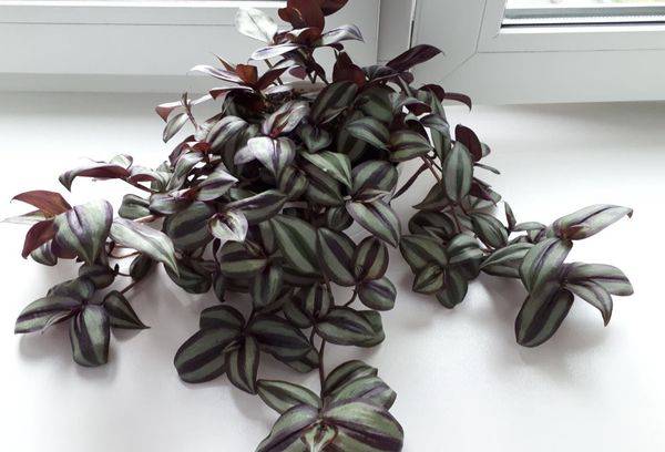 Tradescantia pe pervaz