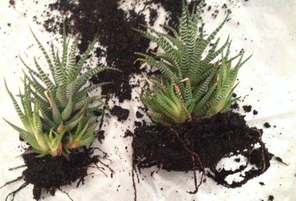 Transplant Haworthia