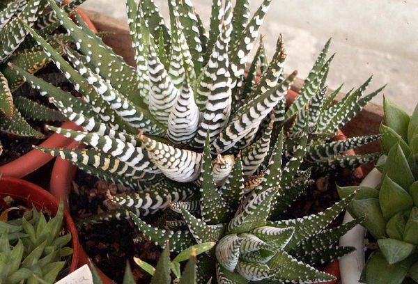 Haworthia în dungi