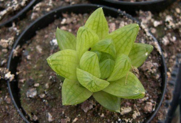 HAVIA SCAFOIDA