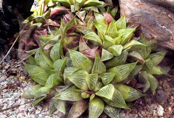 Floare Haworthia
