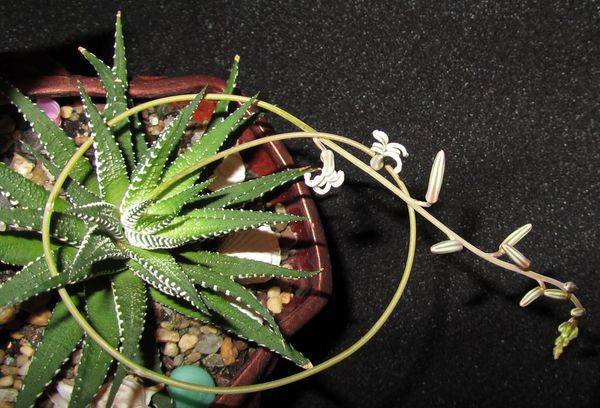 Perla Haworthia