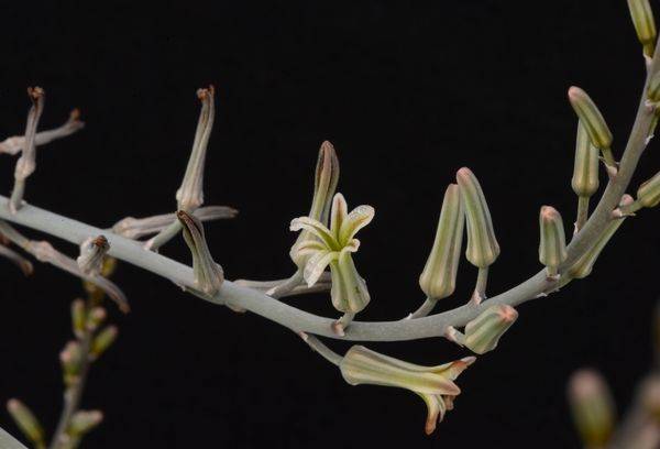 Înflorirea haworthiei