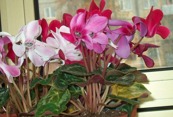 Cyclamen este european, sau violet.