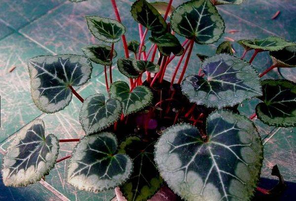 Cyclamen (Cyclamen)