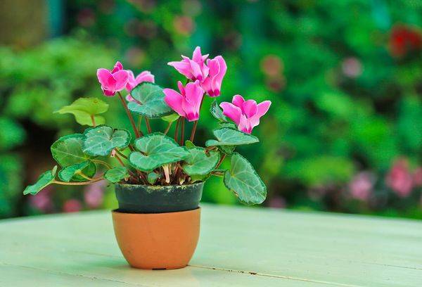 Violet alpin