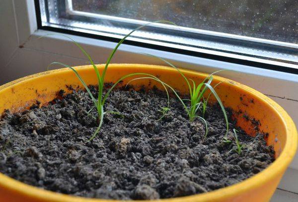 Cyperus în creștere