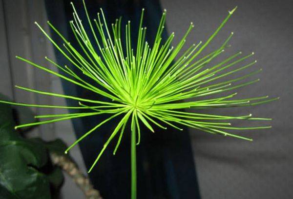 papirus