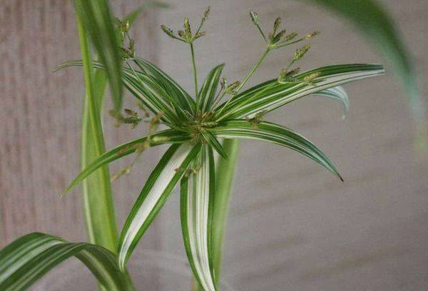 Umbrela Cyperus