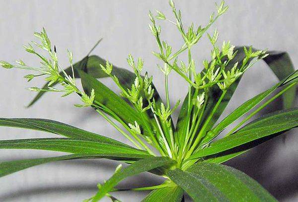 Cyperus răspândit