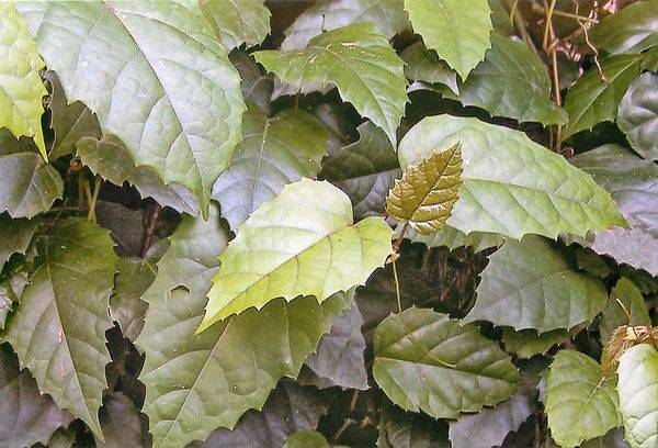 Cissus antarctic