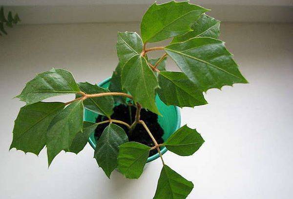 Cissus romboid