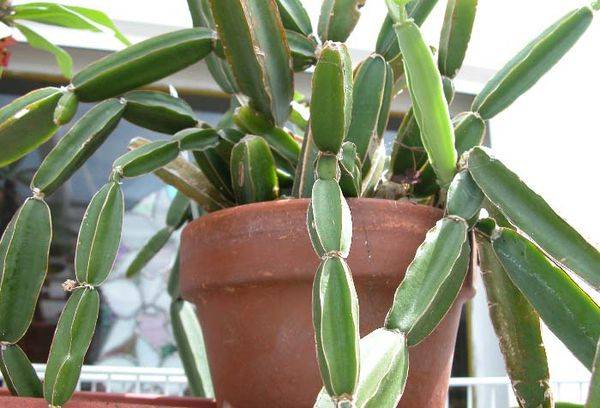 Cissus quadrangular