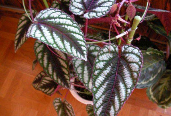 Cissus multicolor (decolor)