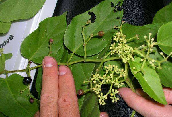 Fructe de cissus