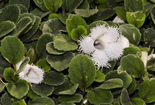 Floare albă de erecție
