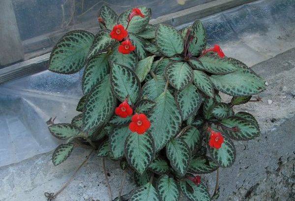 Episcia târâtoare