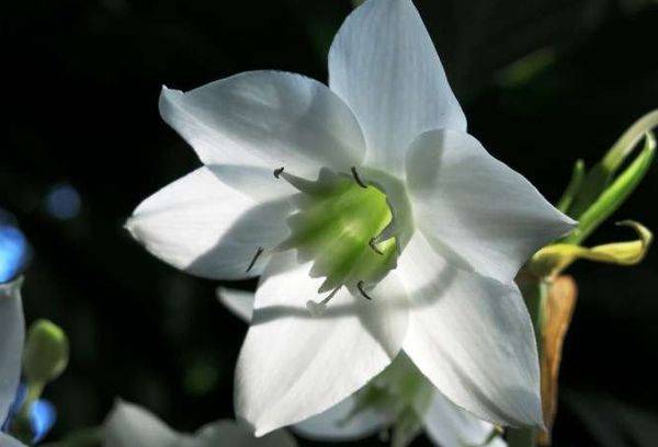 Eucharis este cu flori mari