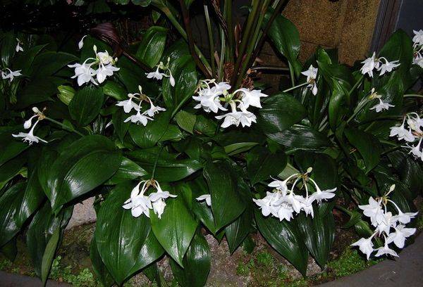 Eucharis delicat și elegant