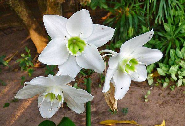 Eucharis este alb ca zăpada