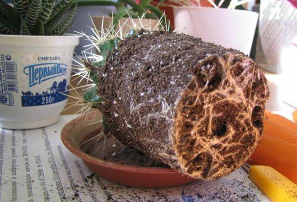 Transplant de cactus