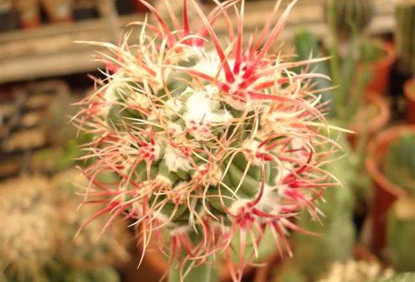 Echinocactus parry