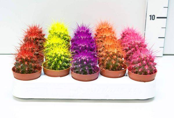 Curcubeu Echinocactus Gruzoni