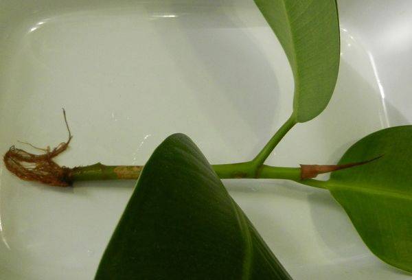 Propagarea Ficus
