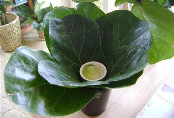 Planta Ficus