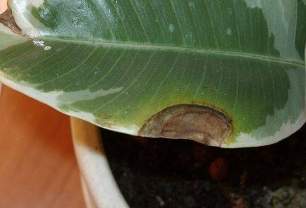 Boli Ficus