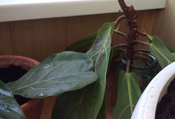 Propagarea Ficus