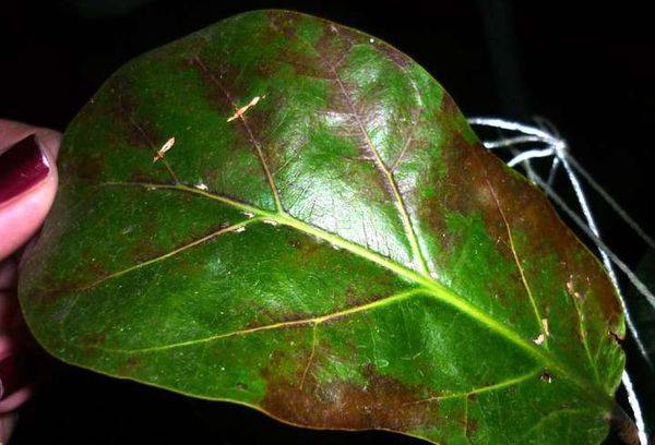 Boli Ficus
